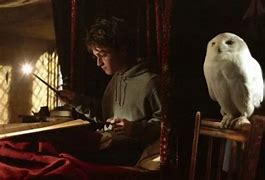 Burung Hantu Nya Harry Potter