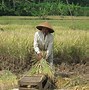 Mesin Perontok Padi Adalah Bentuk Teknologi Di Sektor